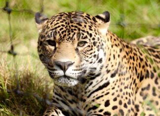 Trivia: Conoce Refugio Jaguar y su extraordinario trabajo a favor de la especie 🐆 pases cuádruples para Refugio Jaguar