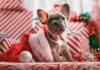 ¿Regalar o no una mascota en Navidad? 6 consideraciones que debes contemplar regalar una mascota en navidad