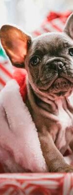 regalar una mascota en navidad
