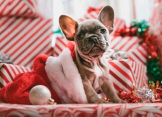 ¿Regalar o no una mascota en Navidad? 6 consideraciones que debes contemplar regalar una mascota en navidad