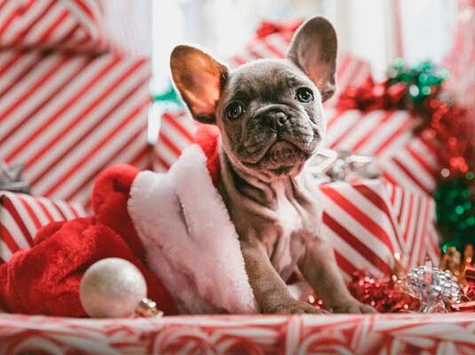 ¿Regalar o no una mascota en Navidad? 6 consideraciones que debes contemplar regalar una mascota en navidad