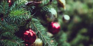 centros de acopio árboles de navidad