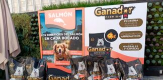 lanzamiento Ganador Premium Salmón