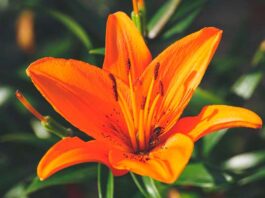 Lirios, las flores más maravillosas para iniciar el año con intención ⚜️ por qué iniciar el año con lirios