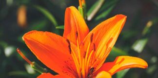 por qué iniciar el año con lirios