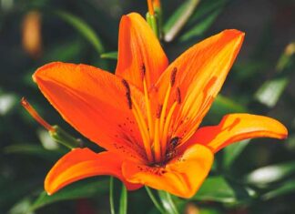 por qué iniciar el año con lirios