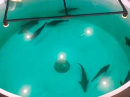 acuacultura regenerativa Santomar