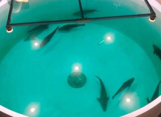 Santomar, ejemplo de acuacultura regenerativa en el Golfo de California acuacultura regenerativa Santomar