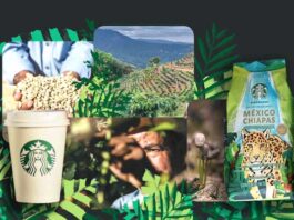 Starbucks México refuerza su apuesta por el Café de Chiapas: Sostenibilidad y estrategia en cada taza Café de Chiapas Starbucks