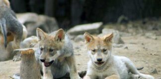 Coppel campaña para salvar al lobo mexicano