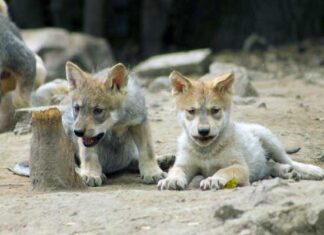 Coppel une moda y responsabilidad social con su genial campaña para salvar al Lobo Mexicano Coppel campaña para salvar al lobo mexicano