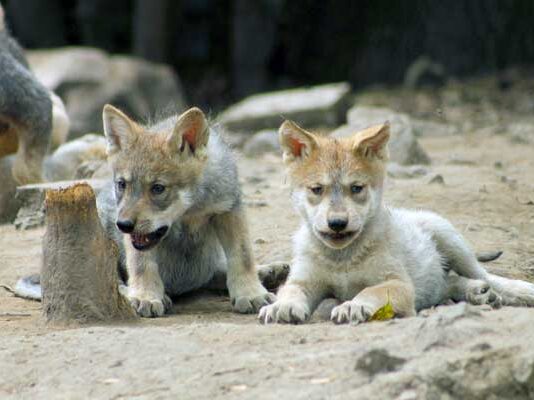 Coppel une moda y responsabilidad social con su genial campaña para salvar al Lobo Mexicano Coppel campaña para salvar al lobo mexicano