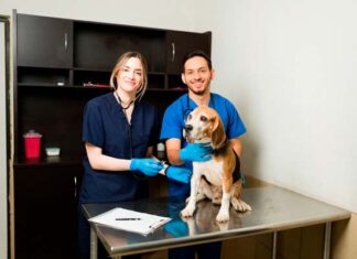 consultas nutricionales para mascotas Hill's