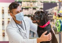 33% de los mexicanos con animales de compañía no los lleva al médico veterinario por qué vacunar a animales de compañía