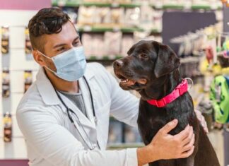 por qué vacunar a animales de compañía