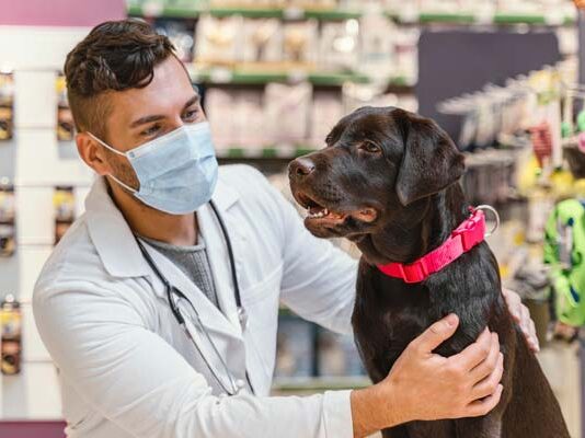 por qué vacunar a animales de compañía