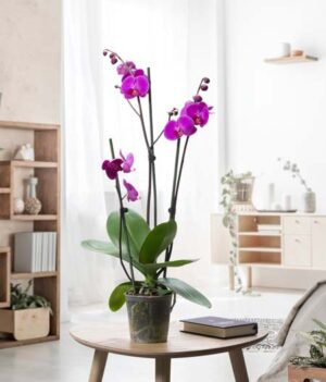 flor para regalar a mamá