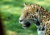 pases para Refugio Jaguar