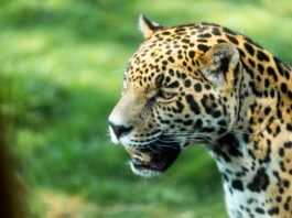 Trivia: ¡Llévate un pase cúadruple para visitar el Refugio Jaguar! pases para Refugio Jaguar
