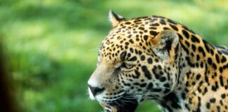 pases para Refugio Jaguar