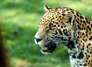 pases para Refugio Jaguar