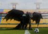 Chimuelo y Cómo Entrenar a tu Dragón aterrizan en el estadio de Tigres Chimuelo en estadio de Club Tigres