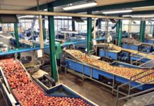 El significativo uso de SES con pH neutro para garantizar la inocuidad alimentaria SES con pH neutro en la inocuidad alimentaria