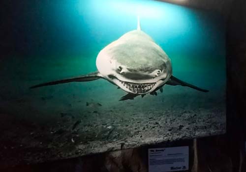 Exposición Tiburones Acuario Inbursa