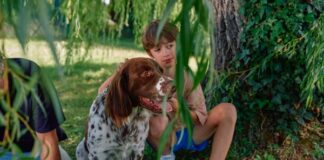 cómo proteger mascotas en verano