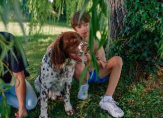 cómo proteger mascotas en verano