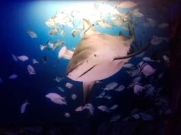 exposición Tiburones Xerox