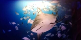 exposición Tiburones Xerox