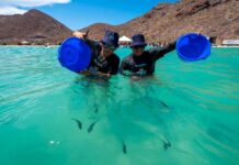 Santomar celebra 10 años de su programa de conservación “Totoabas a la Mar” programa Totoabas a la Mar Santomar