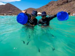 Santomar celebra 10 años de su programa de conservación “Totoabas a la Mar” programa Totoabas a la Mar Santomar