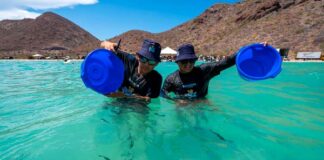 programa Totoabas a la Mar Santomar