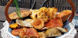 Reserva Santa Fe celebra el Día del Hongo