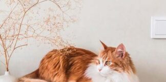 tonos Sherwin Williams inspirados en gatos