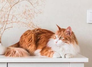 3 tonos en la paleta de Sherwin-Williams con inspiración felina 😺 tonos Sherwin Williams inspirados en gatos