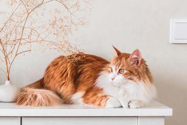 tonos-felinos-sherwin-williams tonos Sherwin Williams inspirados en gatos