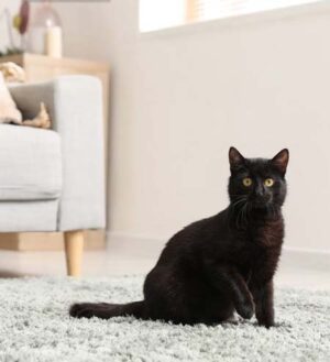 tono Tricorn Black Sherwin Williams