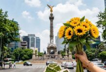 regalar flores amarillas