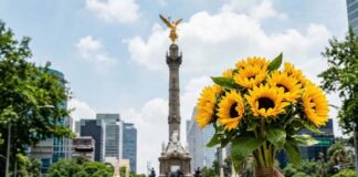 regalar flores amarillas