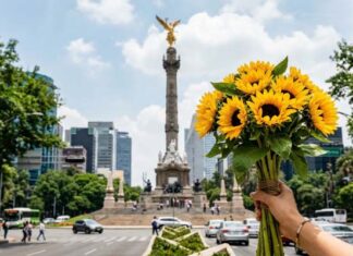 regalar flores amarillas