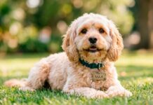 Bye Bye Friend regala placas de identificación