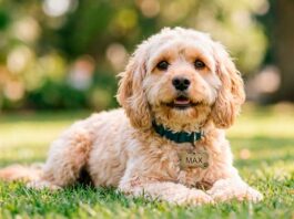 Bye Bye Friend regala placas de identificación