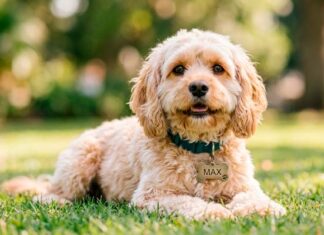 Bye Bye Friend regala placas de identificación