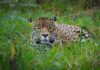 Refugio Jaguar celebra el Día de la Tierra
