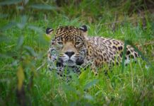Refugio Jaguar celebra el Día de la Tierra