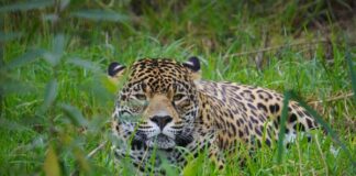 Refugio Jaguar celebra el Día de la Tierra