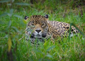 Trivia: Refugio Jaguar celebra el Día de la Tierra con pases cuádruples para los lectores Refugio Jaguar celebra el Día de la Tierra